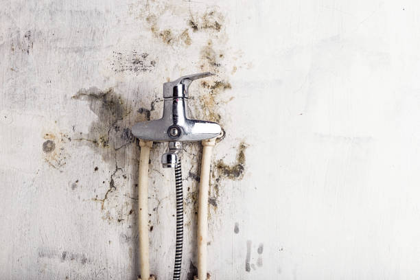 Best Mold Remediation  in Monticello, MN