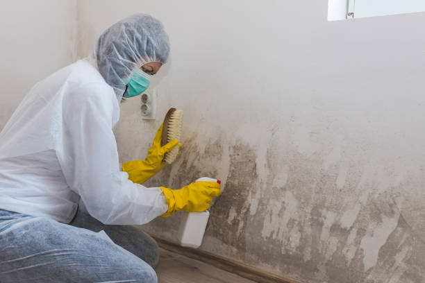 Best Mold Testing  in Monticello, MN