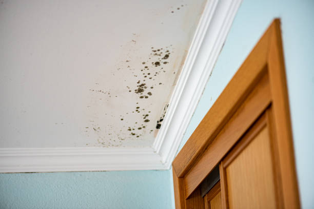 Certified Mold Removal in Monticello, MN