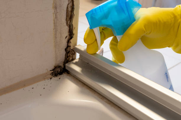 Best Affordable Mold Removal  in Monticello, MN