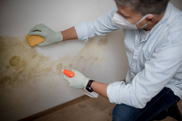 Best Fast Mold Removal  in Monticello, MN