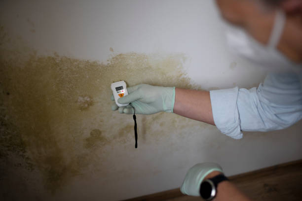 Best Mold Remediation  in Monticello, MN