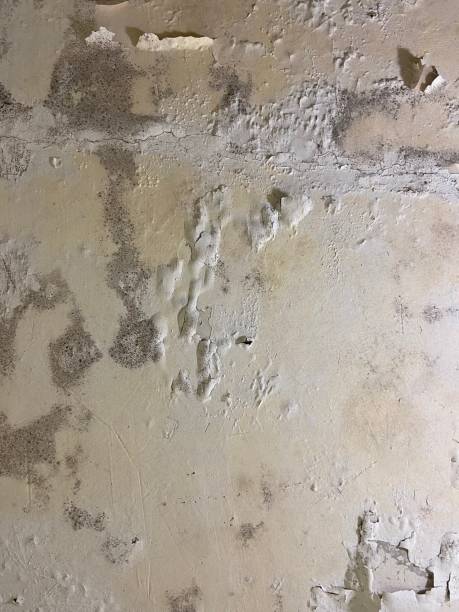 Best Black Mold Removal  in Monticello, MN