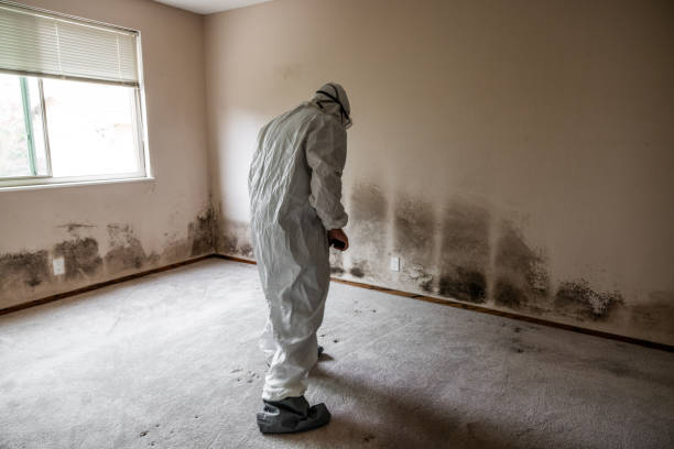 Monticello, MN Mold Removal Company