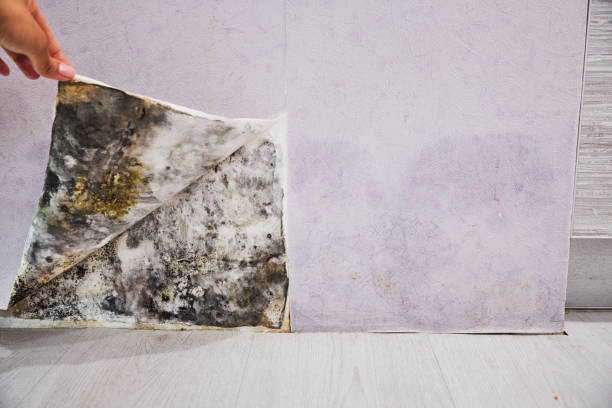Best Mold Removal Company Near Me  in Monticello, MN